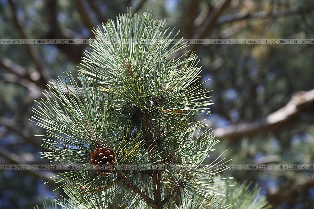 Pinus nigra