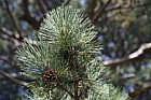 Pinus nigra