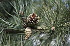 Pinus nigra ssp pallasiana Crimean pine