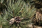 Pinus nigra ssp pallasiana Crimean Pine