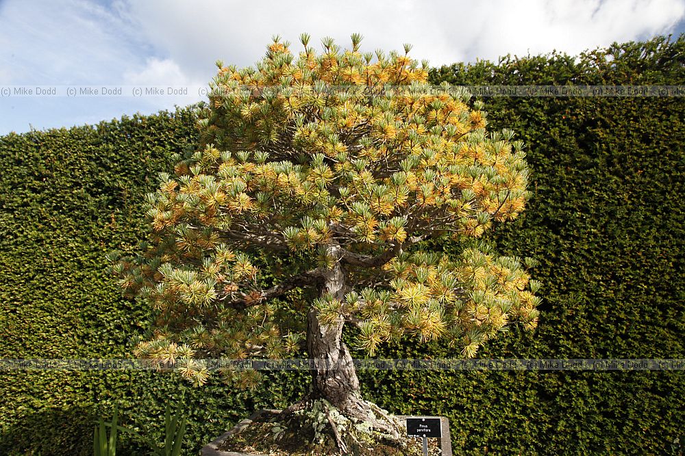 Pinus parviflora Japanese White Pine