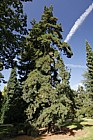 Pinus peuce Macedonian Pine