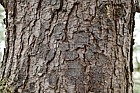 Pinus peuce
