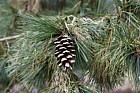 Pinus peuce