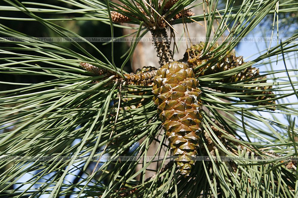 Pinus pinaster Maritime Pine
