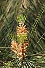 Pinus pinea Stone pine