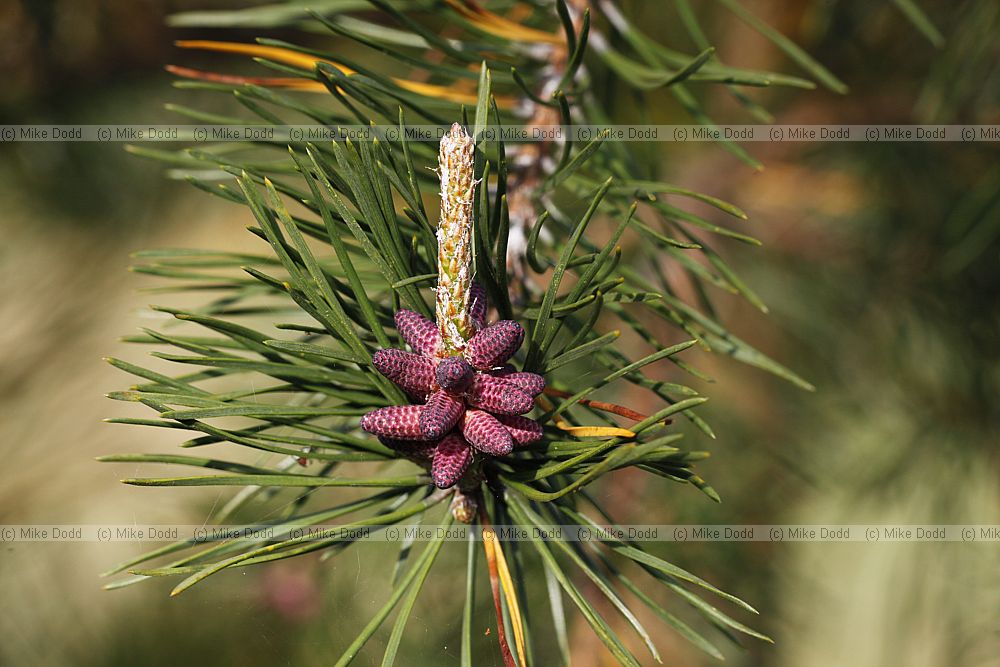 Pinus pungens Table mountain pine