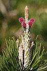 Pinus pungens (?)