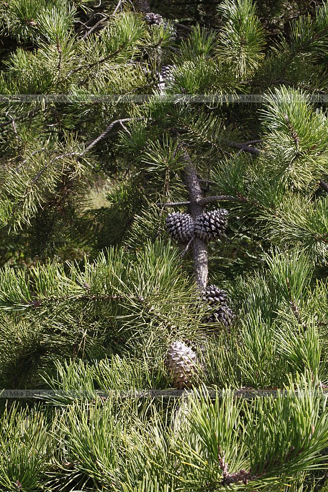 Pinus pungens Table Mountain Pine