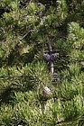 Pinus pungens Table Mountain Pine