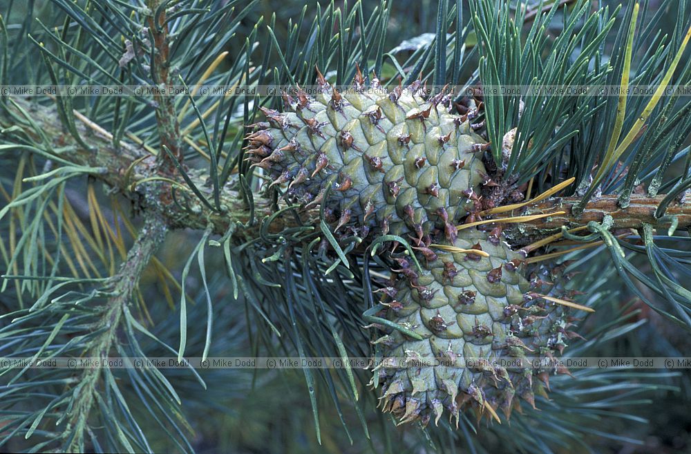 Pinus pungens