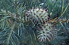 Pinus pungens