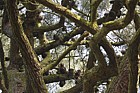 Pinus radiata Monterey Pine