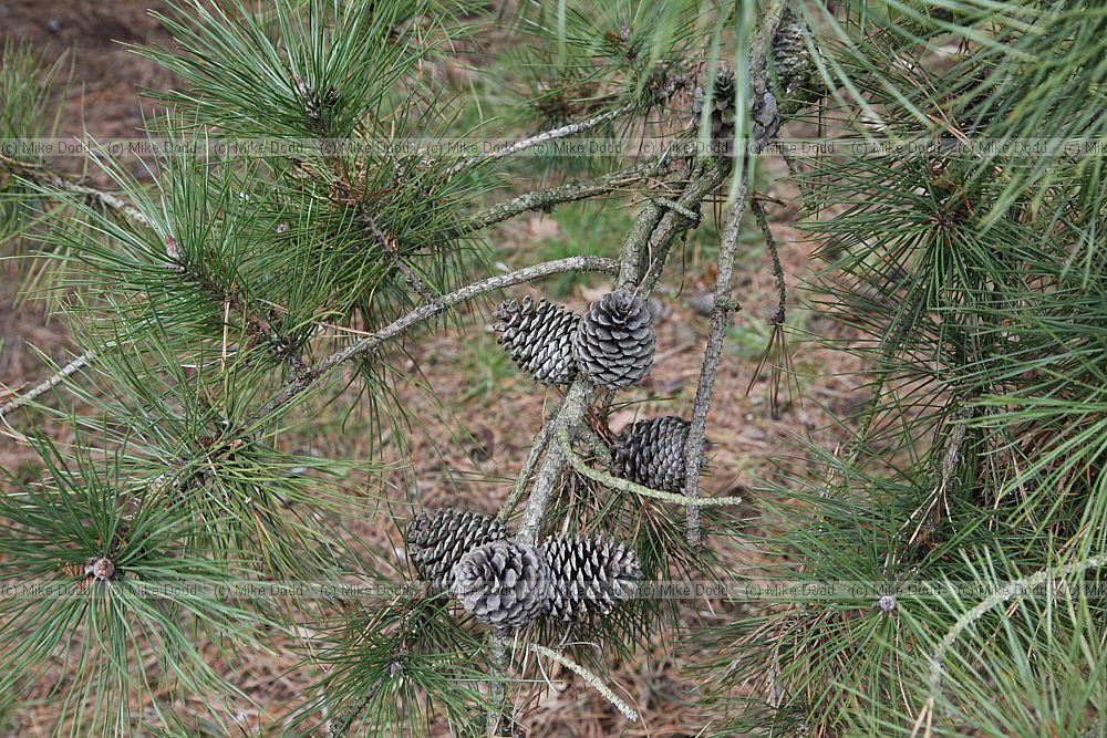Pinus rigida