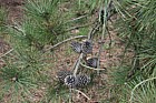 Pinus rigida