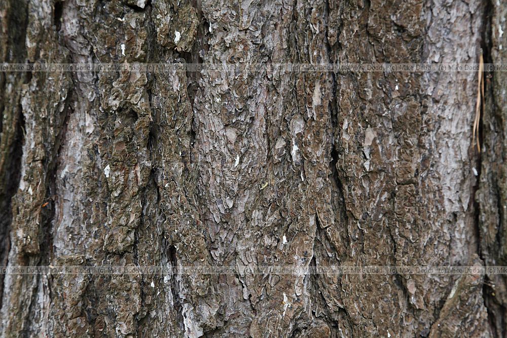 Pinus rigida