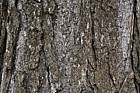 Pinus rigida
