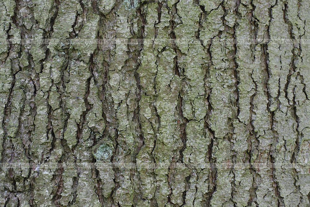 Pinus strobus Weymouth pine