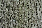 Pinus strobus Weymouth pine