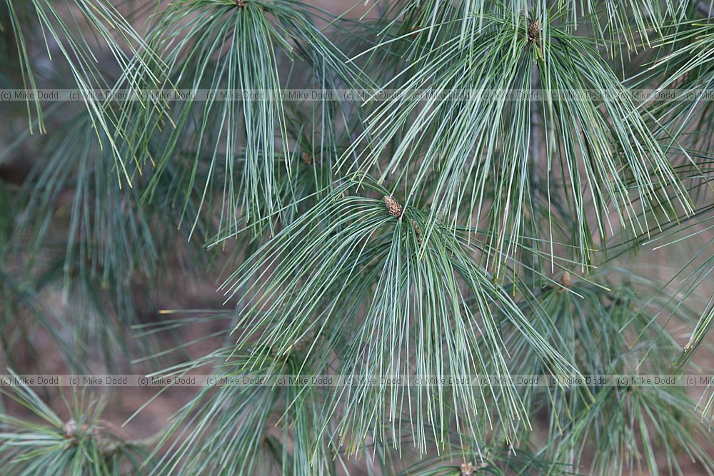 Pinus strobus