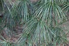 Pinus strobus