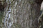 Pinus strobus