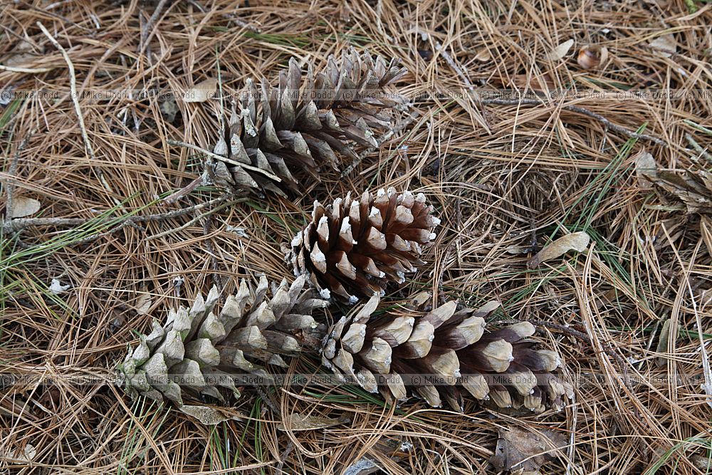 Pinus strobus
