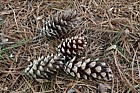 Pinus strobus