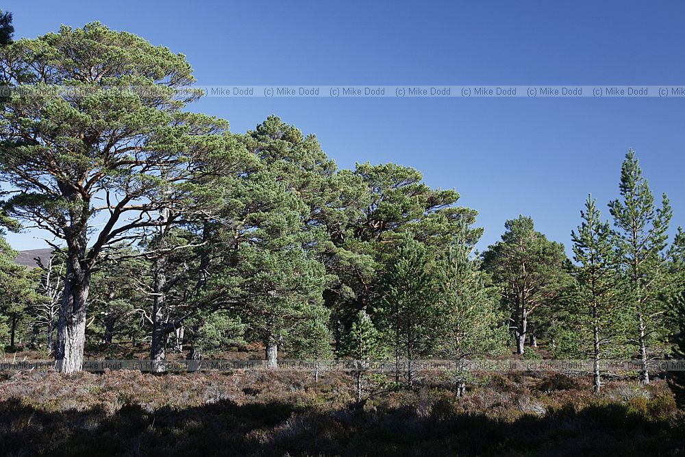 Pinus sylvestris Scots Pine
