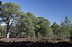 Pinus sylvestris Scots Pine