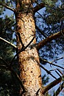 Pinus sylvestris Scots Pine