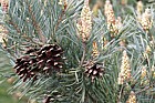 Pinus sylvestris Scots pine flowers