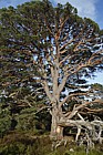 Pinus sylvestris Scots Pine