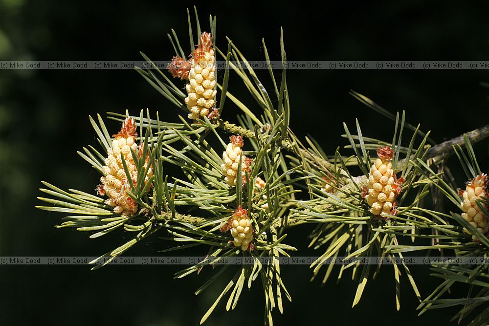 Pinus sylvestris 'Aurea' Golden Scots Pine
