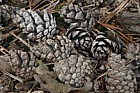 Pinus sylvestris scots pine cones