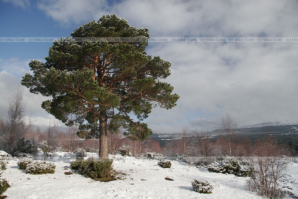 Pinus sylvestris Scots pine with snow Upper Tullochgrue