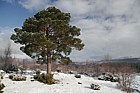 Pinus sylvestris Scots pine with snow Upper Tullochgrue