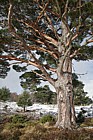 Pinus sylvestris Scots pine with snow Upper Tullochgrue