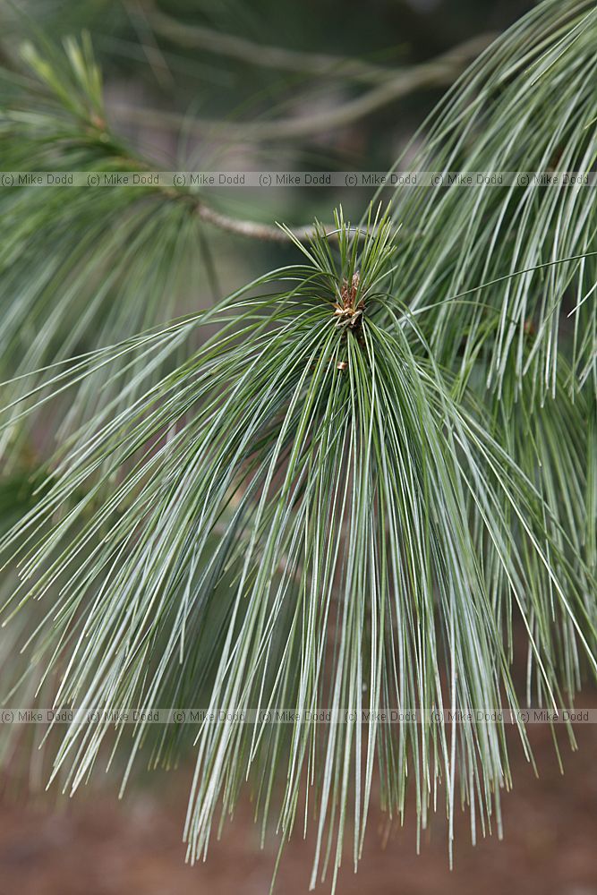 Pinus wallichiana