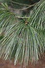 Pinus wallichiana
