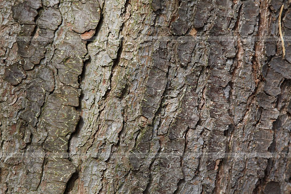 Pinus wallichiana