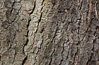 Pinus wallichiana