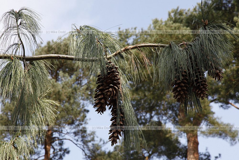 Pinus wallichiana