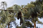 Pinus wallichiana