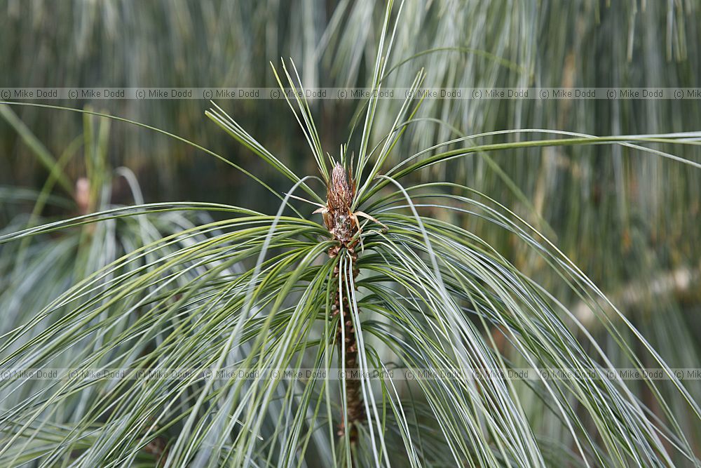 Pinus wallichiana