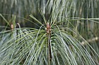 Pinus wallichiana