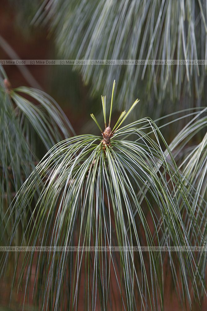 Pinus wallichiana