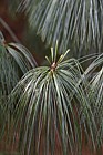 Pinus wallichiana