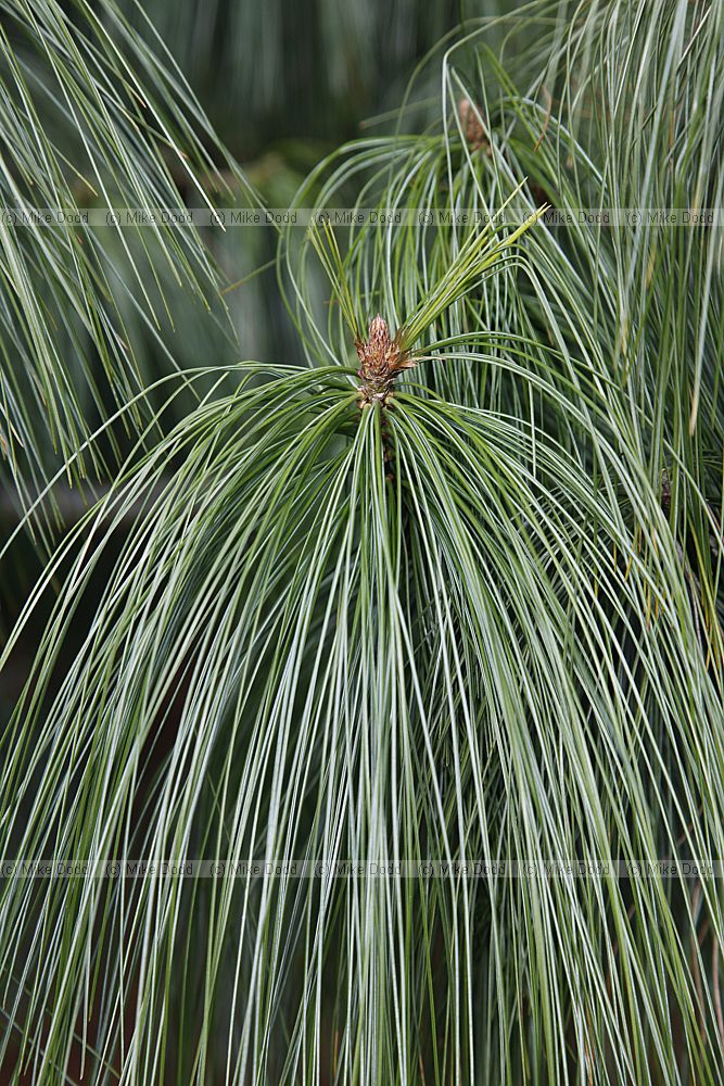 Pinus wallichiana