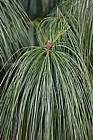 Pinus wallichiana
